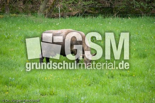 Hausrind (81 von 174).jpg